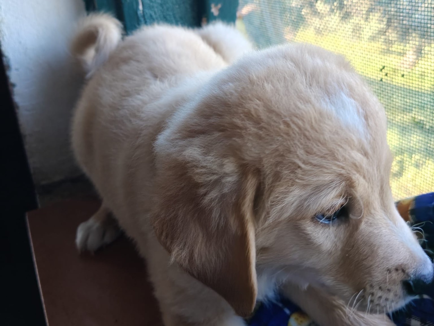 Vuoi adottare un cane a Crotone?