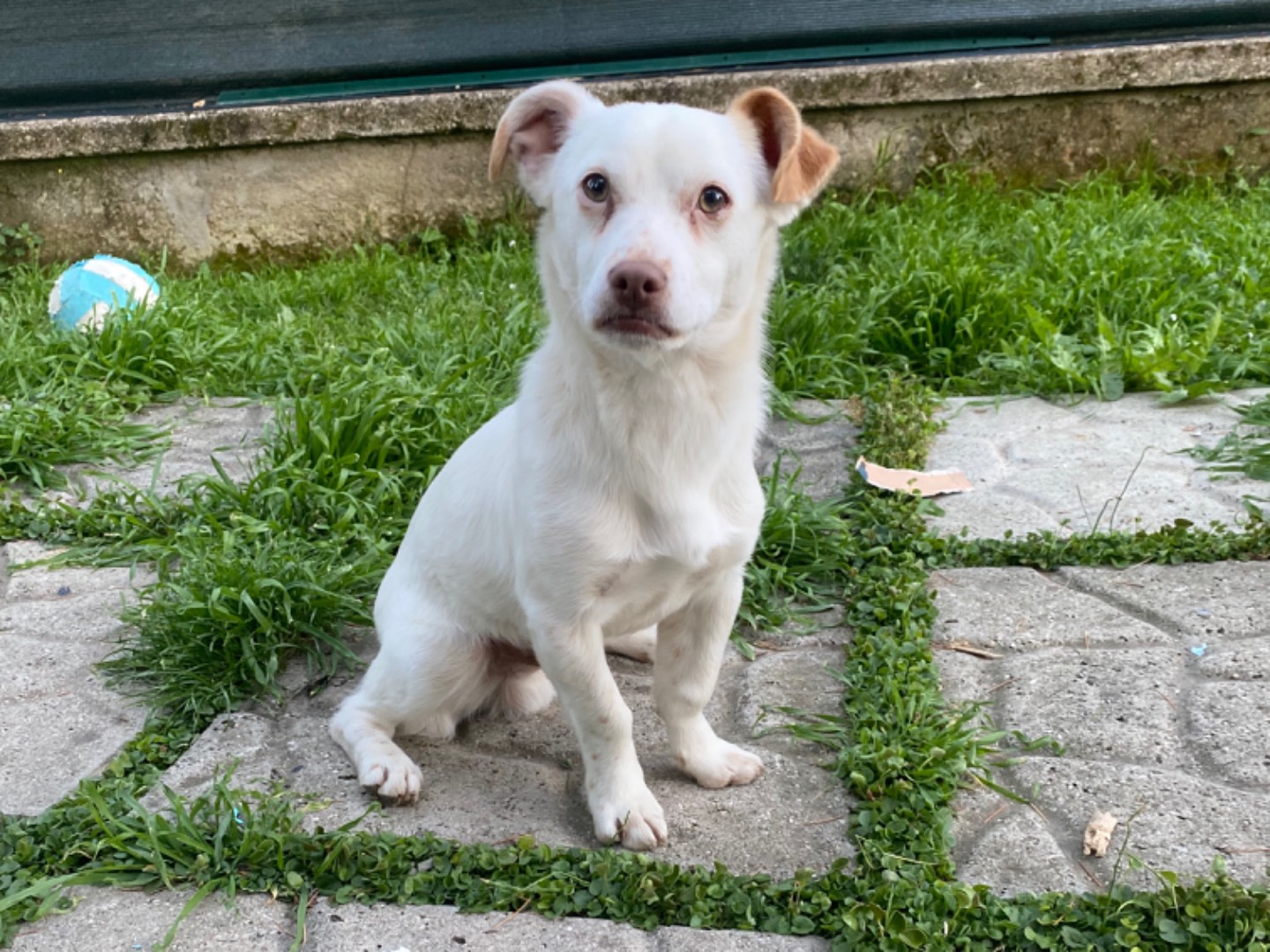 Adozione cane, maschio, Bassotto Razza sconosciuta, 7 mesi, taglia piccola, Teramo