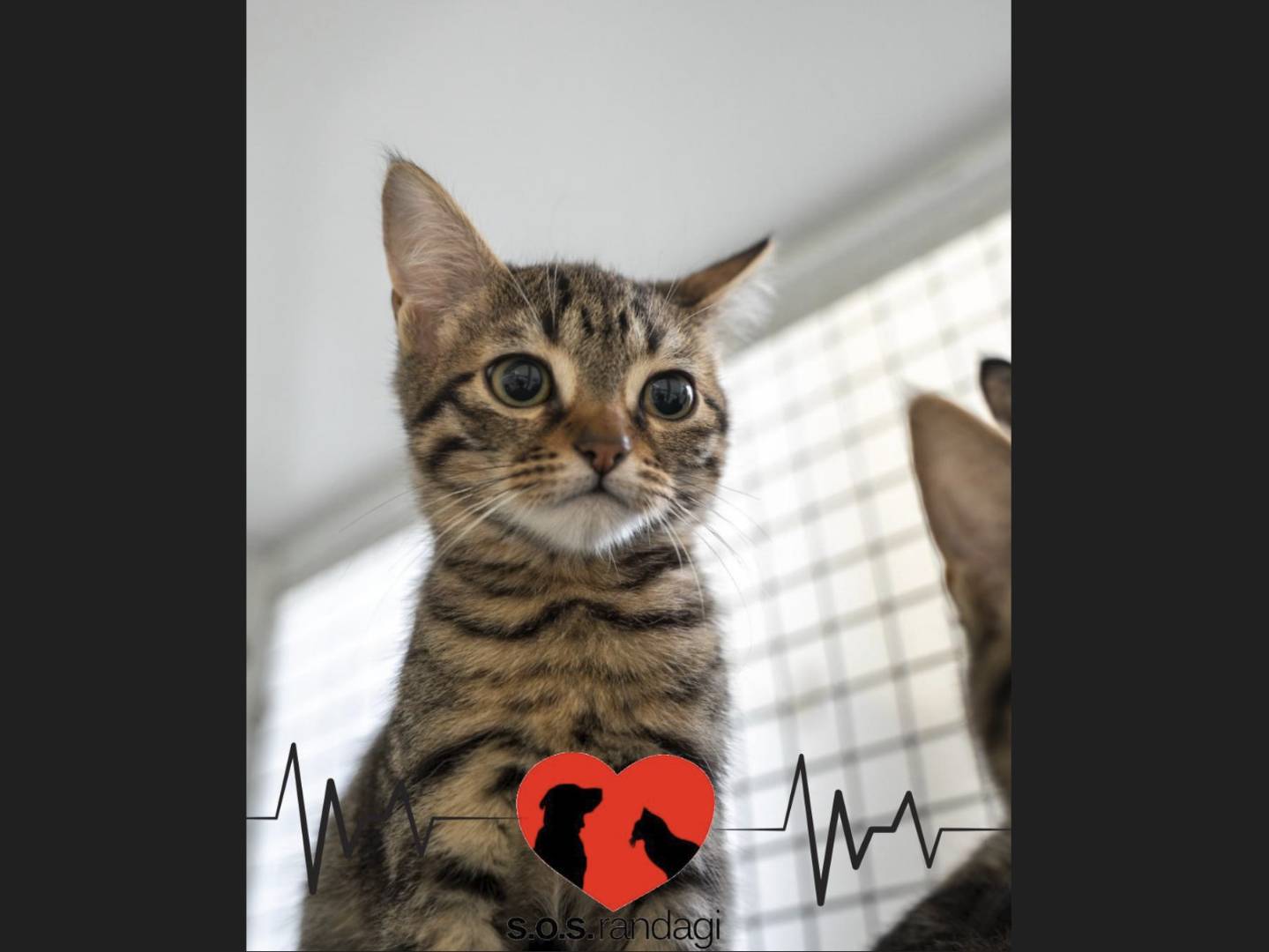 Adozione gatto, maschio, Razza sconosciuta Razza sconosciuta, 4 mesi, taglia non valida, Milano