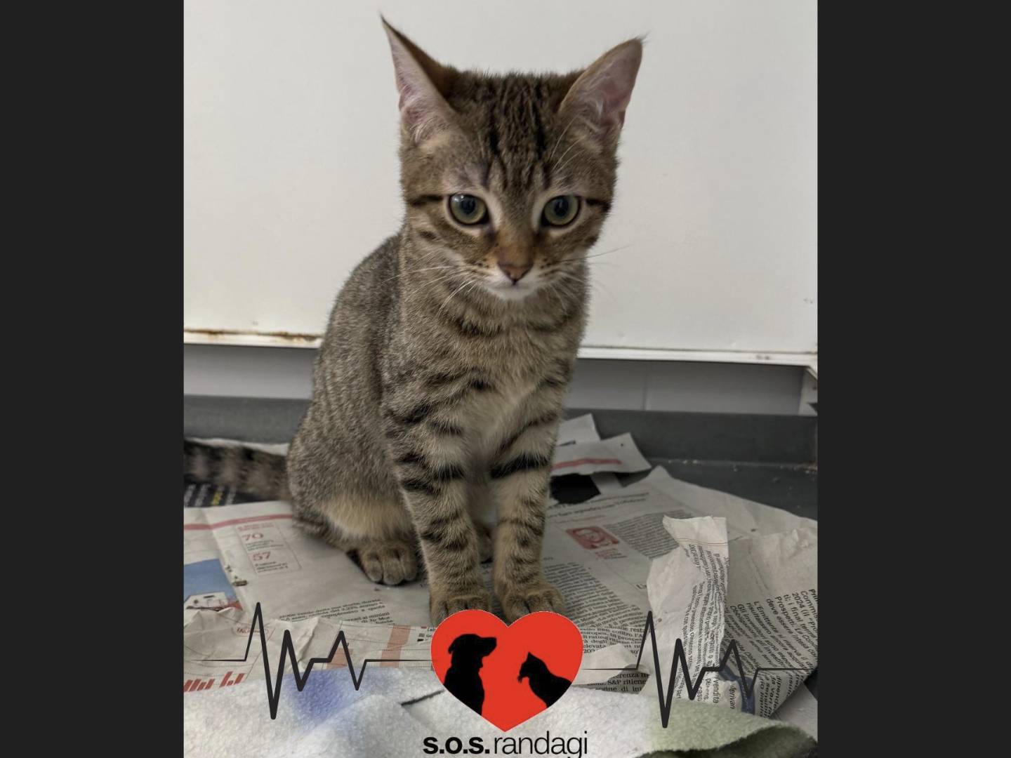 Adotta un gatto, maschio, 4 mesi, Milano