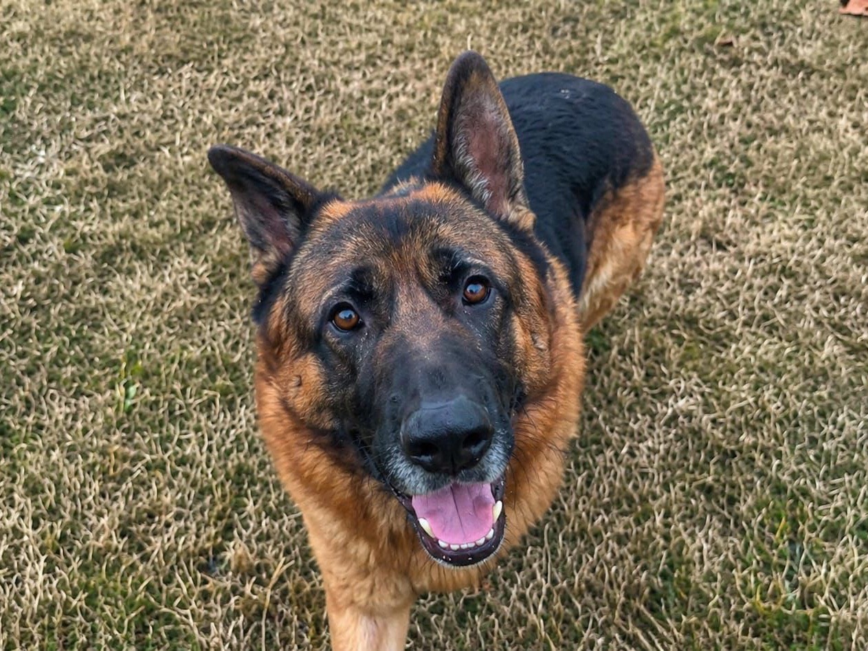 Adozione cane, maschio, Pastore tedesco Razza sconosciuta, 3 anni e 5 mesi, taglia grande, Brescia