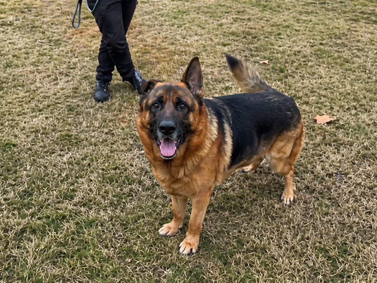 Adotta un cane, maschio, 3 anni e 5 mesi, Brescia