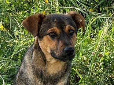 Adozione cane, femmina, Razza sconosciuta Razza sconosciuta, 5 mesi, taglia media, Vibo