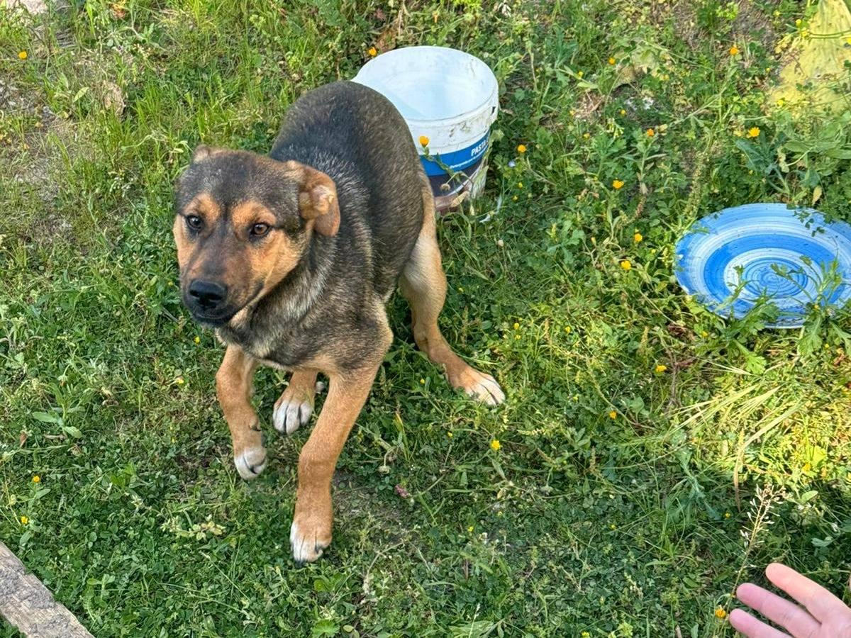 Adotta un cane, femmina, 5 mesi, Vibo