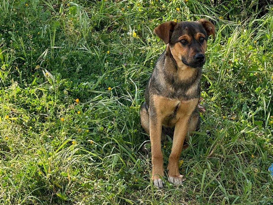 Adotta un cane, taglia media, femmina, Vibo