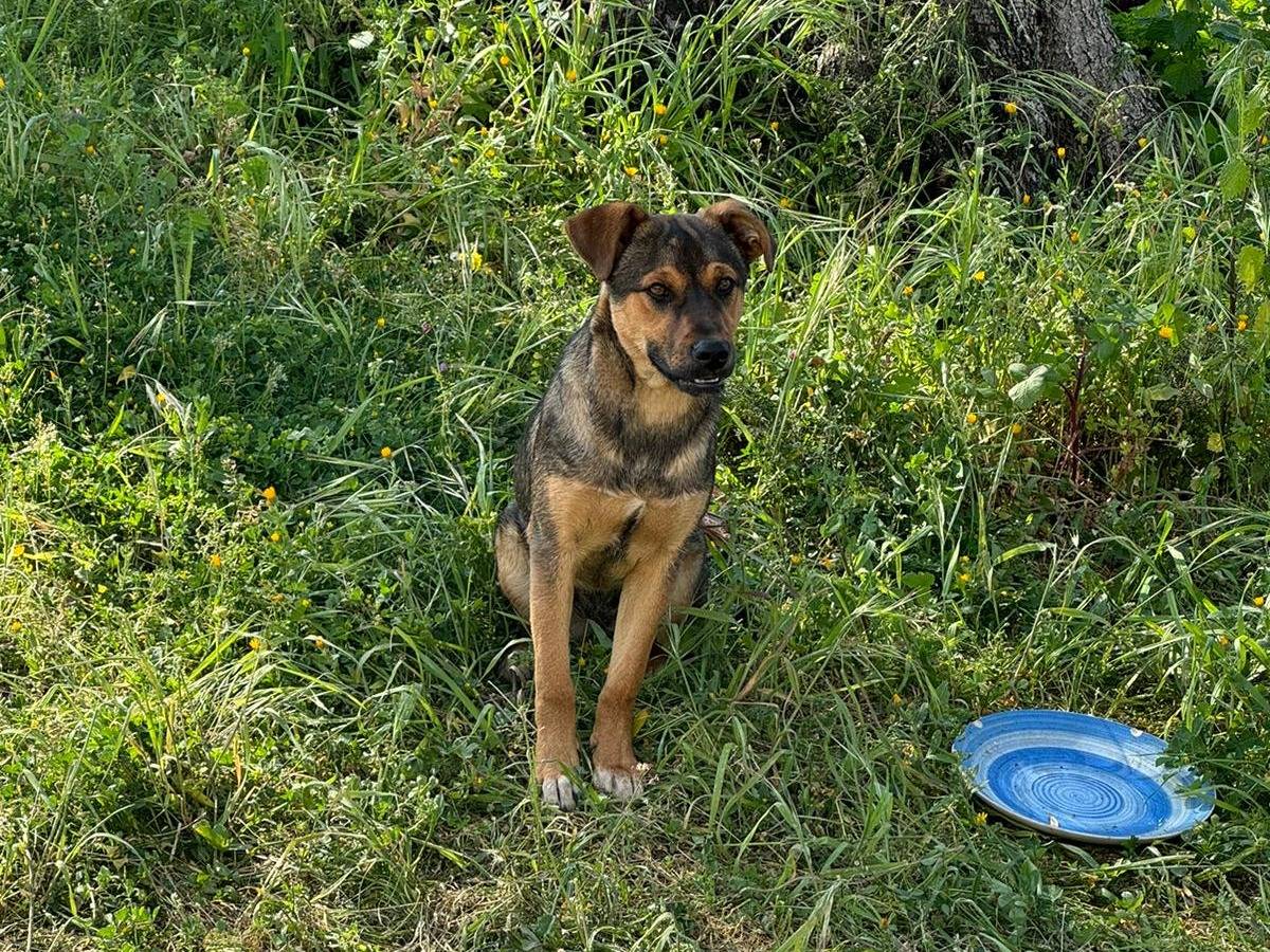 Vuoi adottare un cane a Vibo?