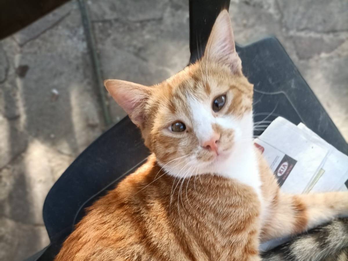 Adozione gatto, maschio, Razza sconosciuta Razza sconosciuta, 1 anno e 3 mesi, taglia non valida, Livorno