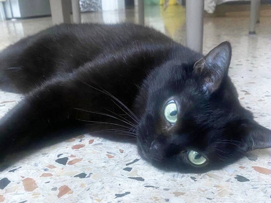 Adozione gatto, femmina, Razza sconosciuta Razza sconosciuta, 5 anni e 1 mese, taglia non valida, Torino