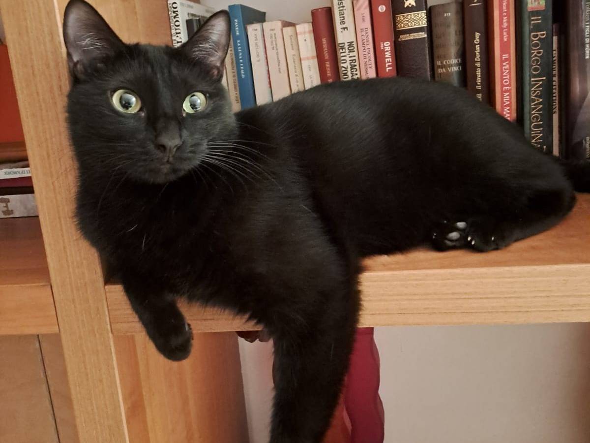 Adozione gatto, femmina, Bombay Razza sconosciuta, 1 anno e 11 mesi, taglia non valida, Torino