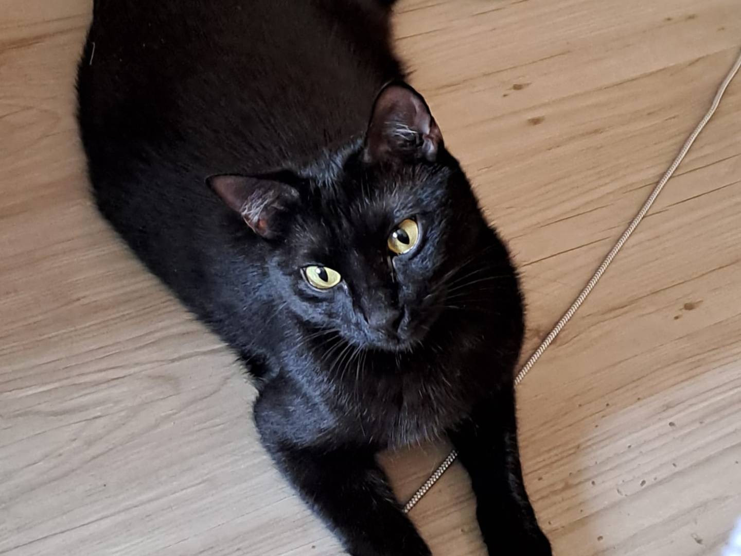 Adotta un gatto, taglia non valida, femmina, Torino