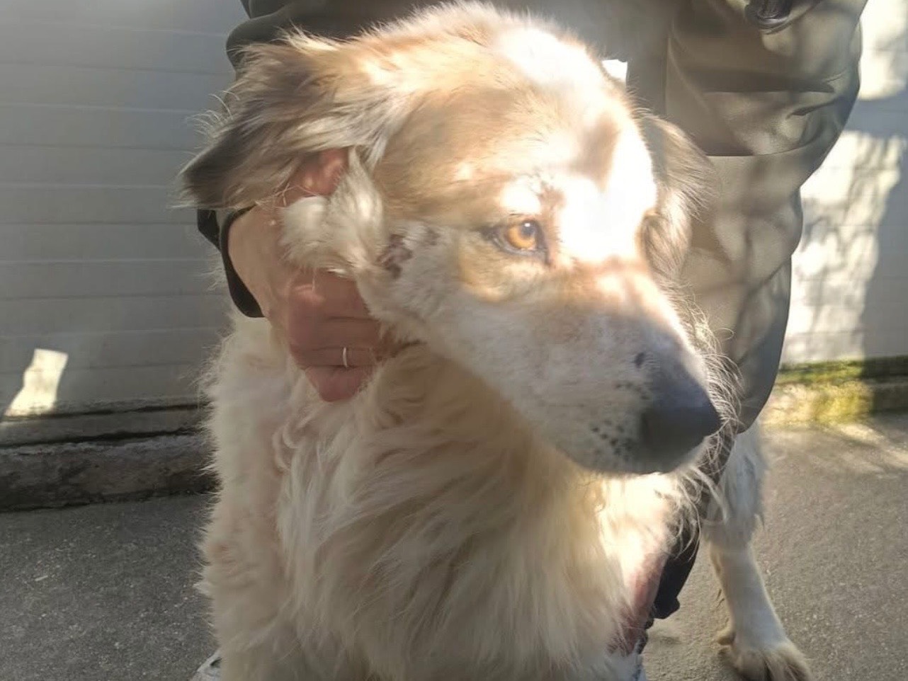 Adozione cane, maschio, Razza sconosciuta Razza sconosciuta, 3 anni, taglia media contenuta, Matera
