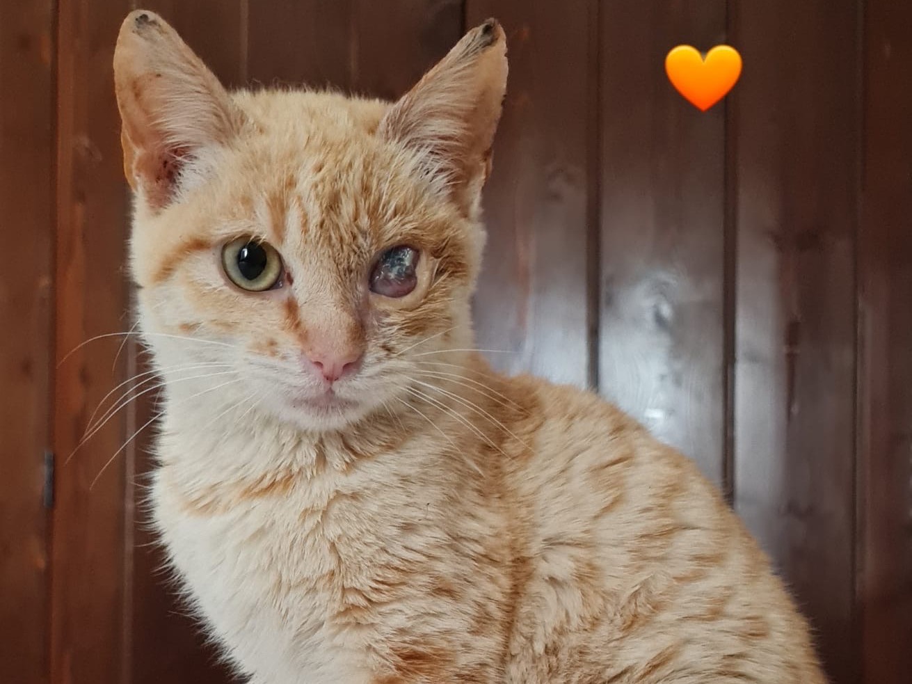 Adozione gatto, femmina, Razza sconosciuta Razza sconosciuta, 3 mesi, taglia non valida, Bari