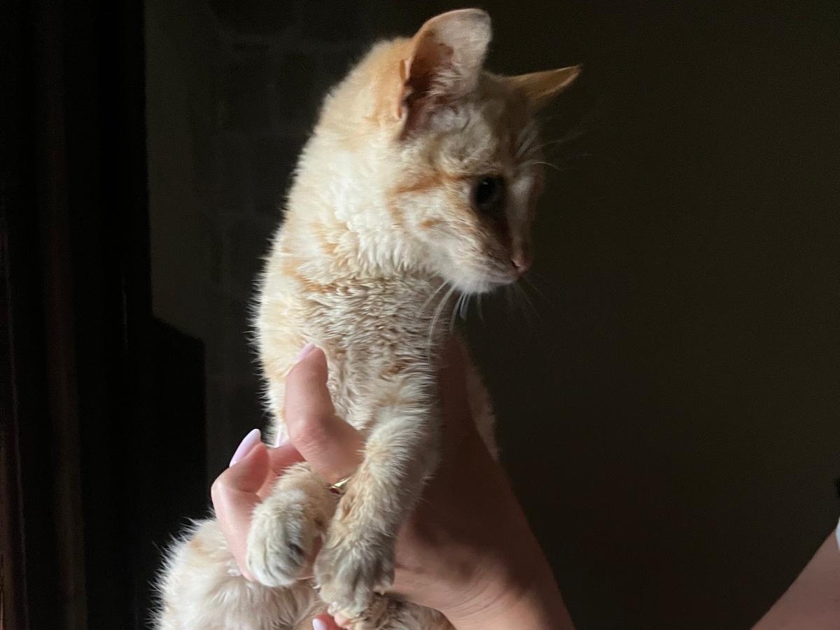 Adotta un gatto, taglia non valida, femmina, Bari