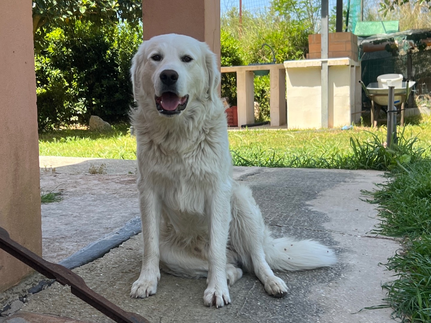 Adozione cane, maschio, Golden Retriever Razza sconosciuta, 1 anno, taglia grande, Siracusa