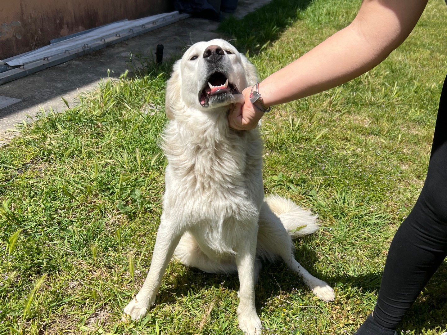Adotta un cane, maschio, 1 anno, Siracusa
