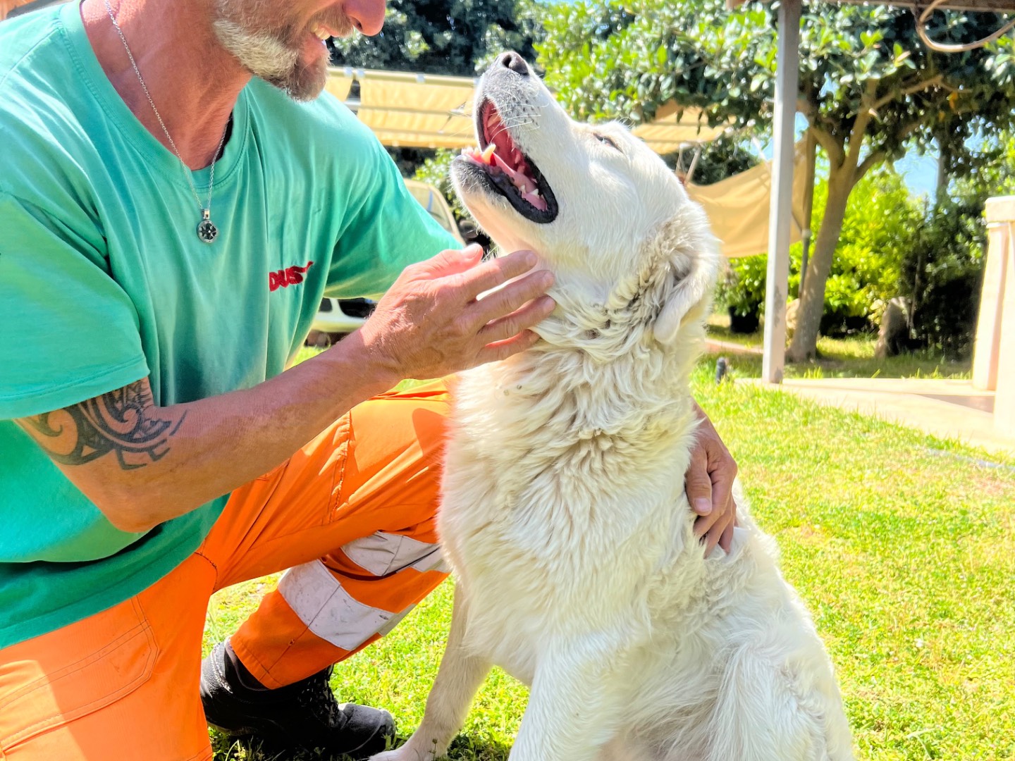 Adotta un cane, taglia grande, maschio, Siracusa