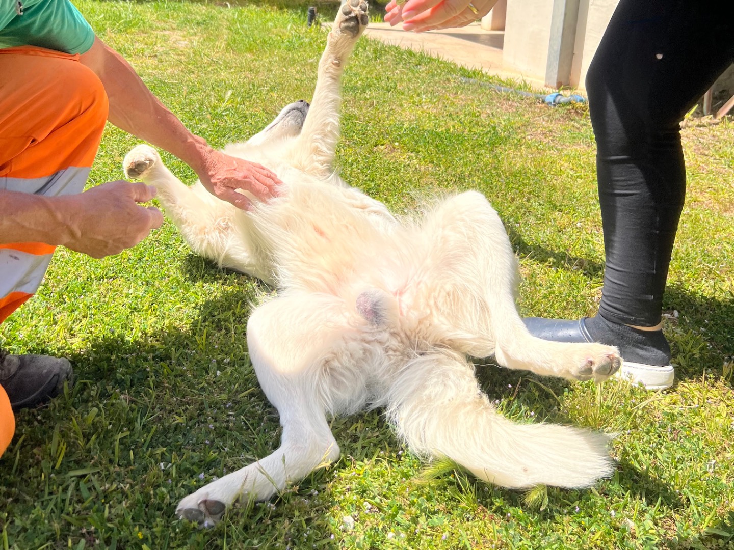 Adotta il cane Orion a Siracusa