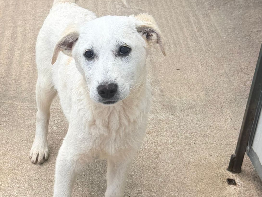 Adozione cane, femmina, Razza sconosciuta Razza sconosciuta, 3 mesi, taglia media, Salerno