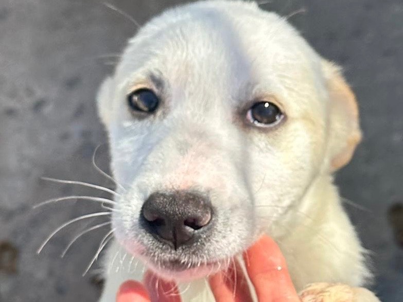Adotta un cane, femmina, 3 mesi, Salerno