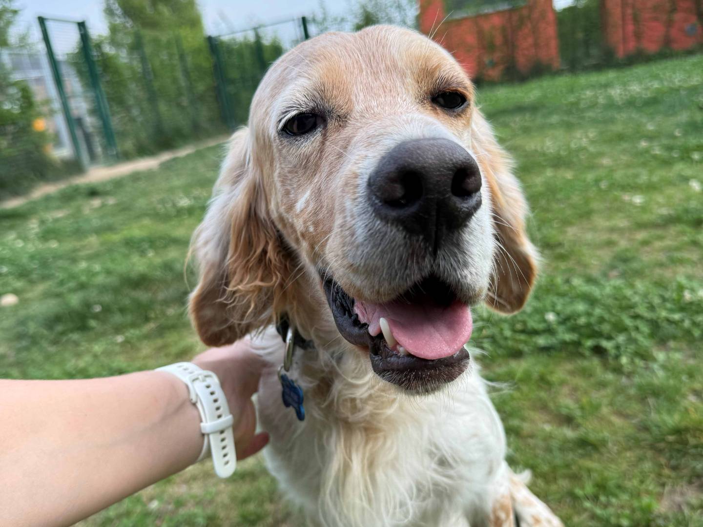 Adozione cane, maschio, Setter Inglese Razza sconosciuta, 2 anni e 3 mesi, taglia media, Milano