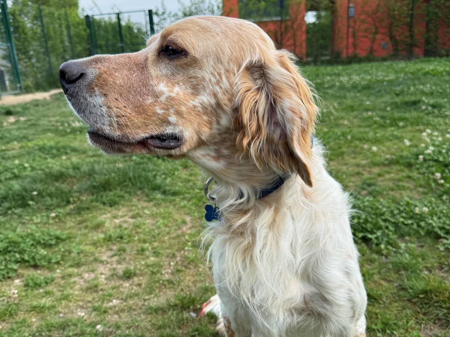 Adotta un cane, maschio, 2 anni e 3 mesi, Milano