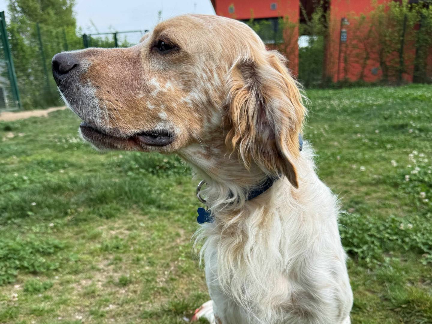 Vuoi adottare un cane a Milano?