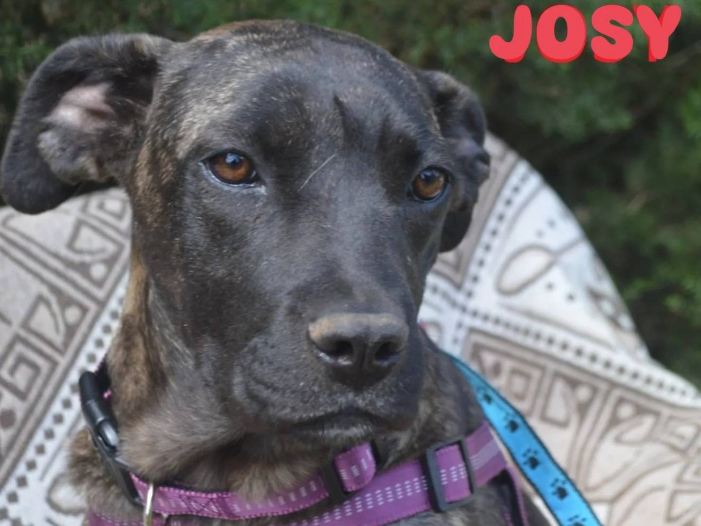 Adozione cane, femmina, Corso Razza sconosciuta, 7 mesi, taglia grande, Lecce