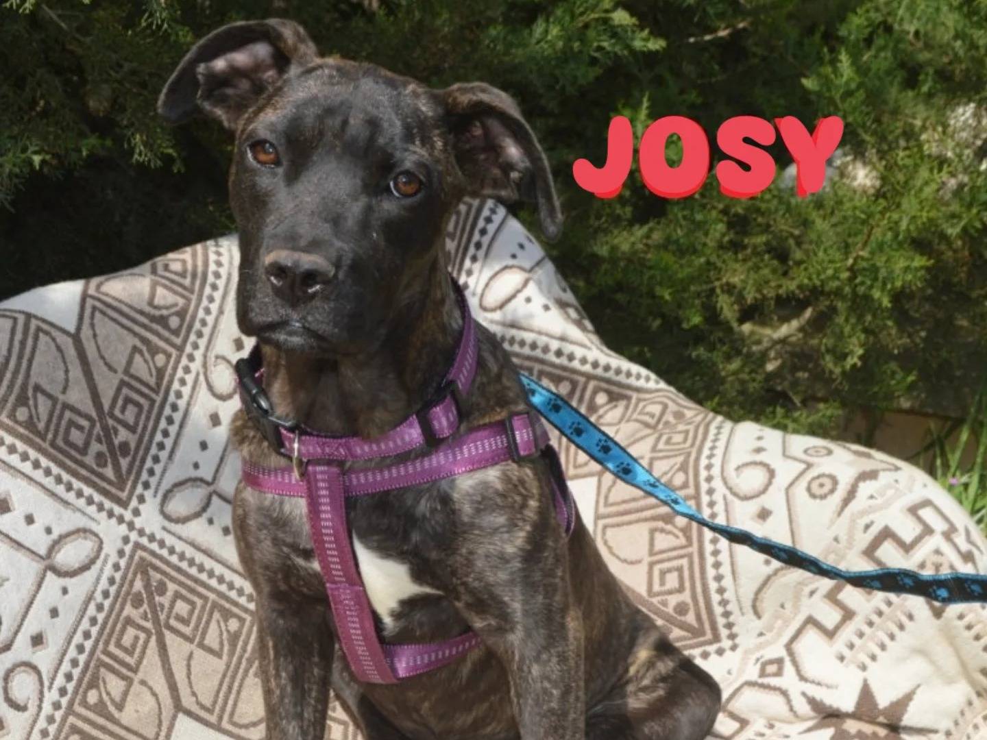 Adotta un cane, femmina, 7 mesi, Lecce