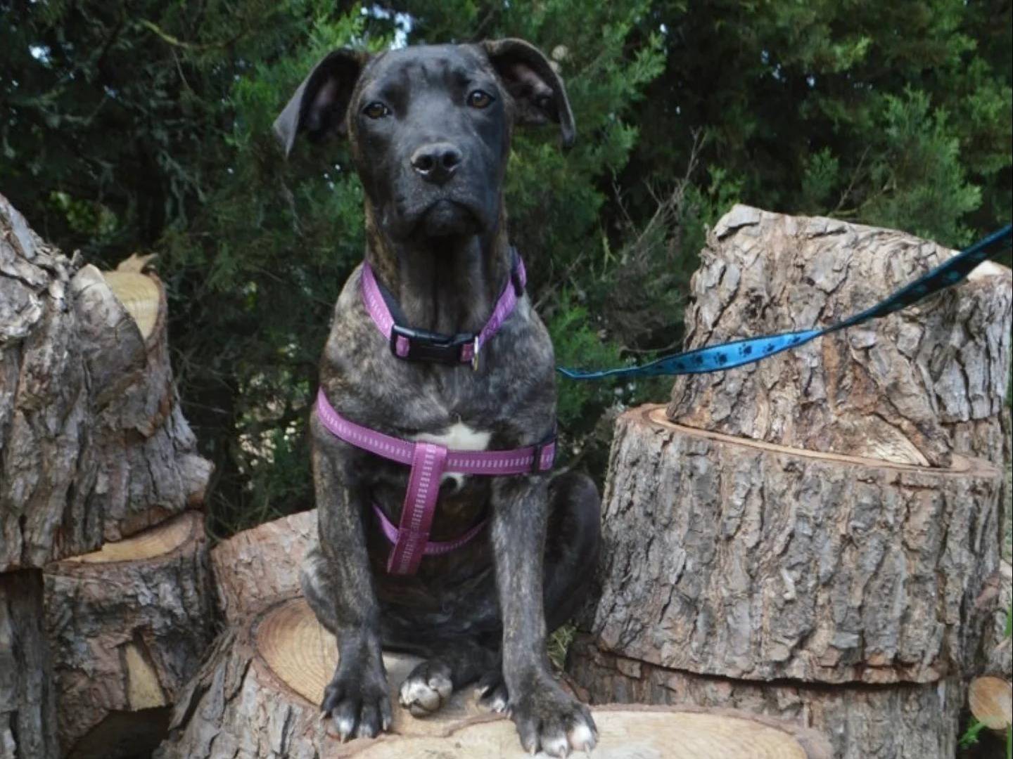 Adotta un cane, taglia grande, femmina, Lecce