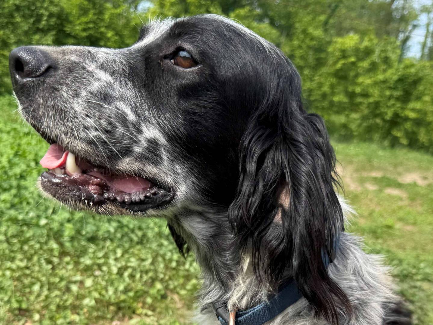 Adozione cane, maschio, Setter Inglese Razza sconosciuta, 3 anni e 4 mesi, taglia media, Milano