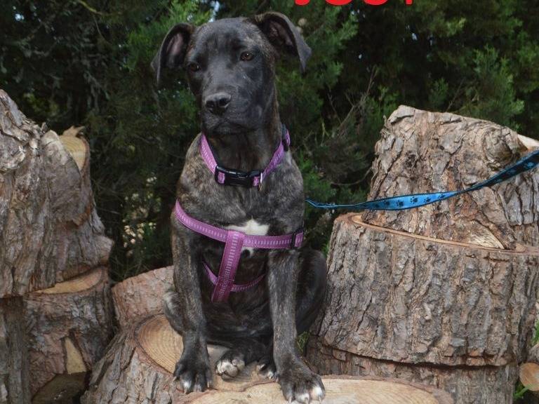 Vuoi adottare un cane a Lecce?