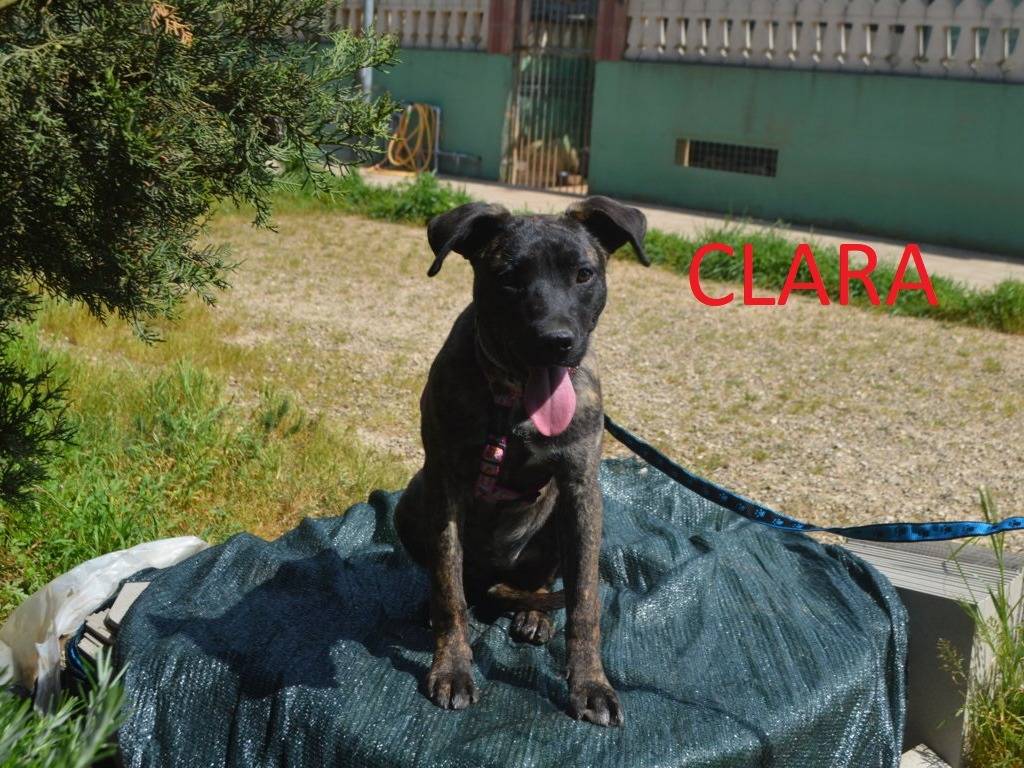 Vuoi adottare un cane a Lecce?