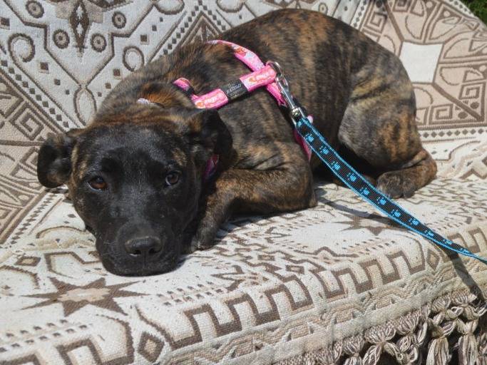 Adotta il cane CLARA  a Lecce