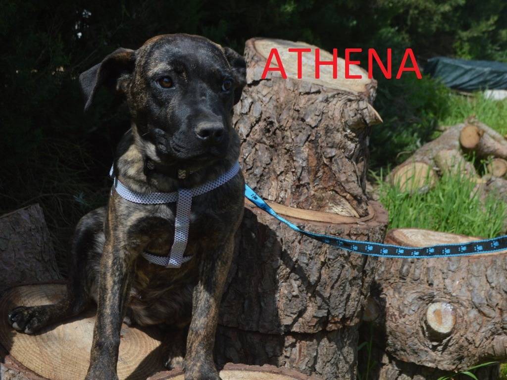 Vuoi adottare un cane a Lecce?