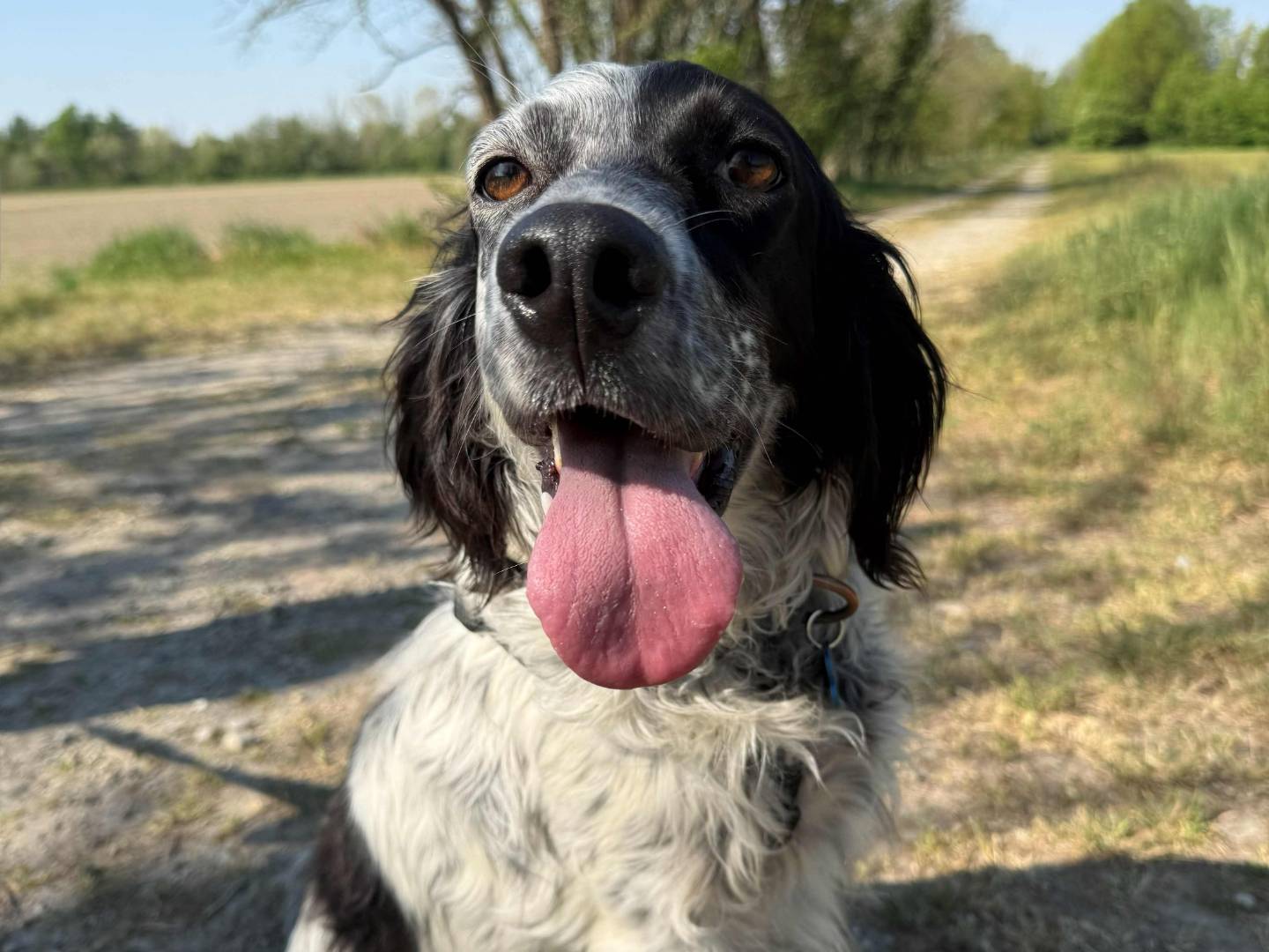Adozione cane, femmina, Setter Inglese Razza sconosciuta, 3 anni e 6 mesi, taglia media, Milano
