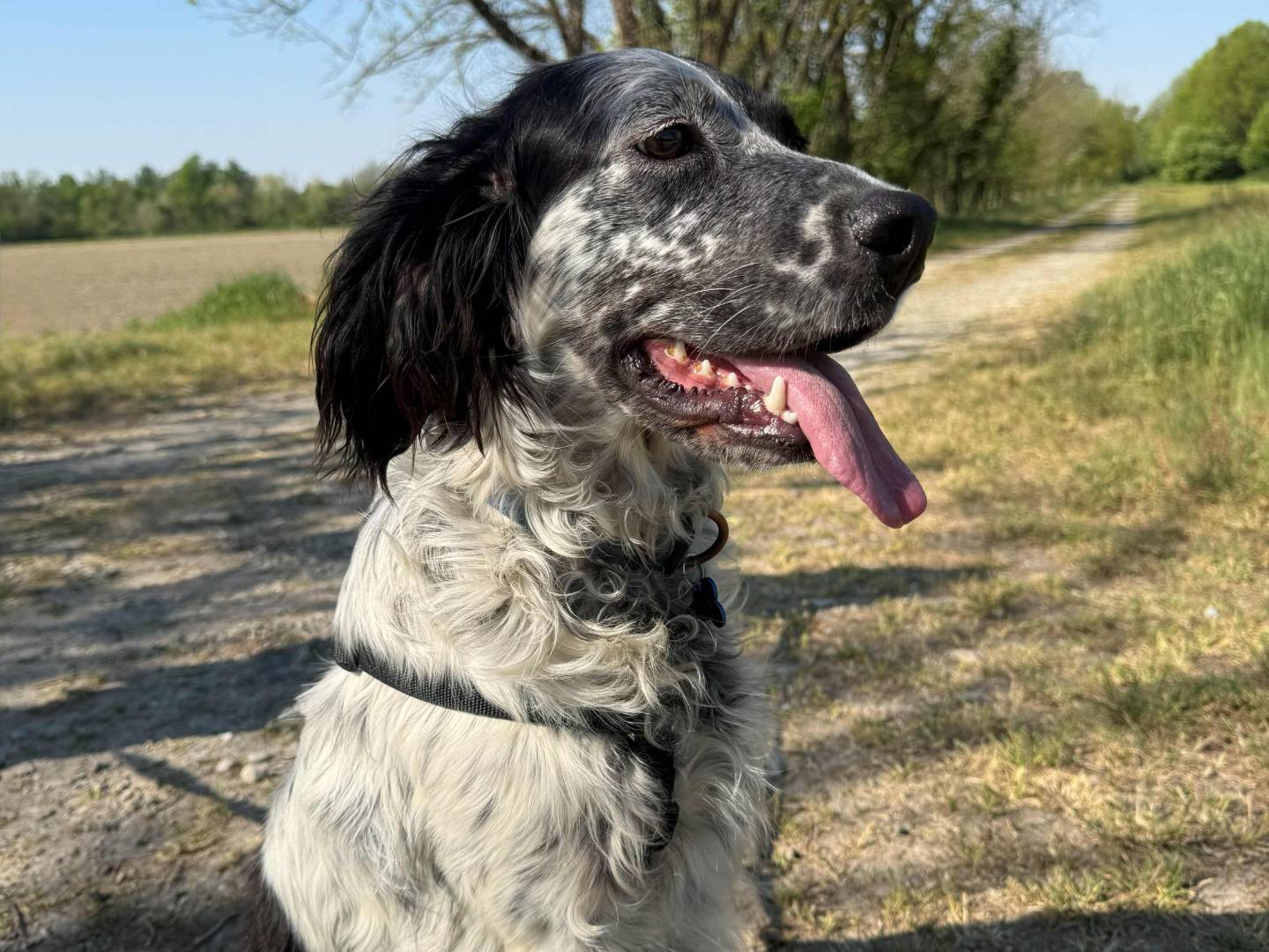 Adotta un cane, femmina, 3 anni e 6 mesi, Milano