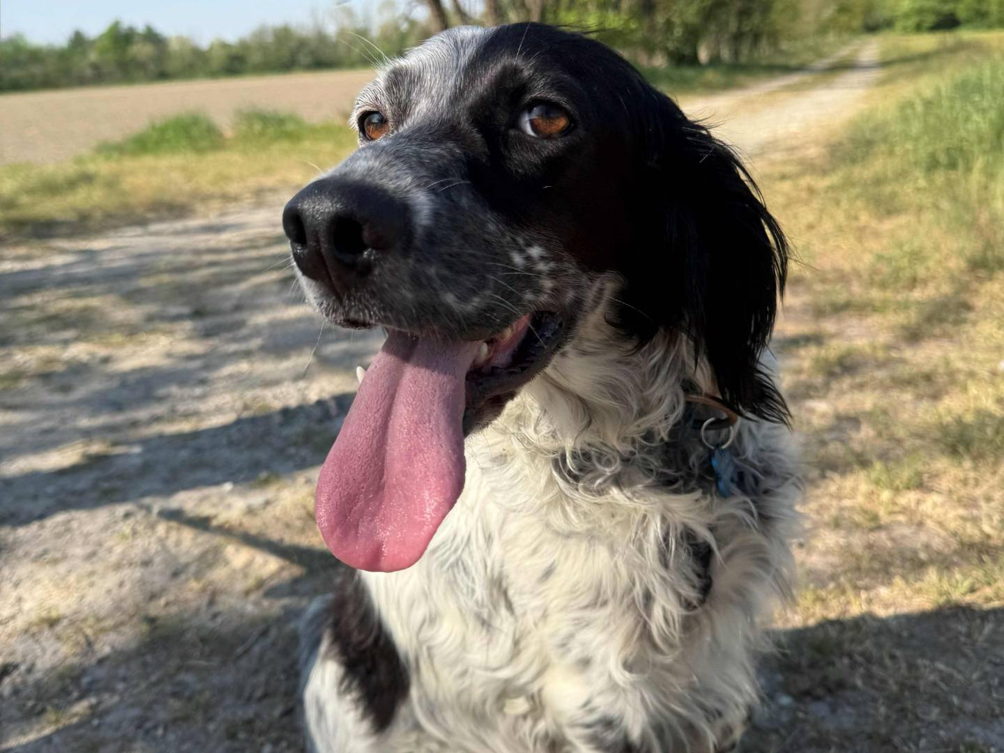 Adotta un cane, taglia media, femmina, Milano