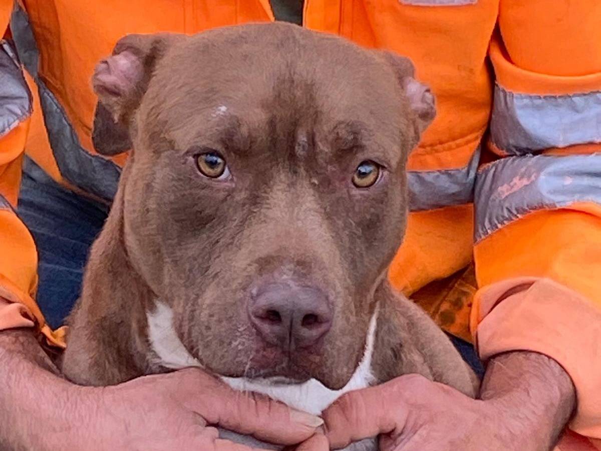 Adozione cane, maschio, Pitbull Razza sconosciuta, 8 anni e 8 mesi, taglia media, Cosenza