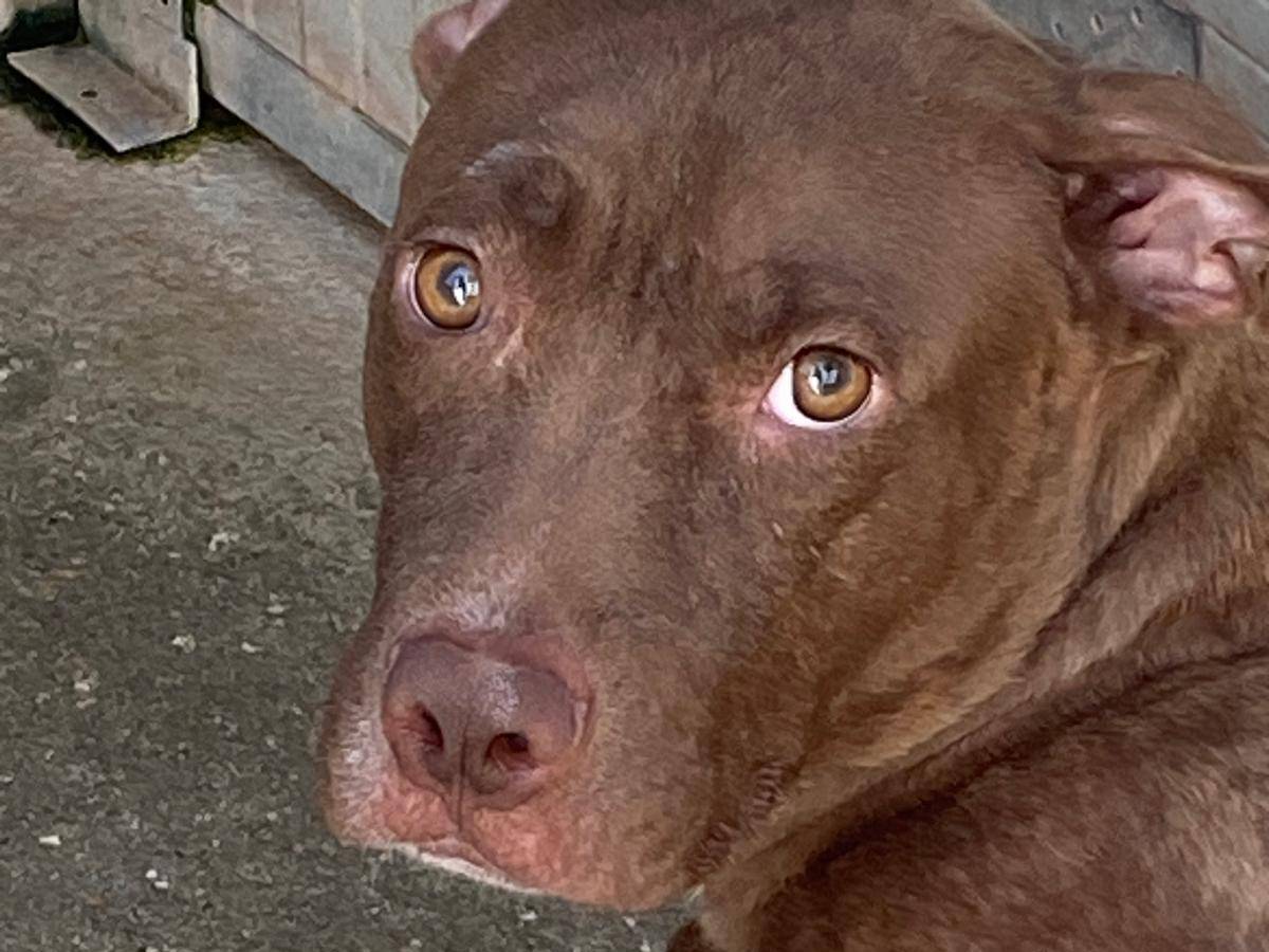 Adotta un cane, maschio, 8 anni e 8 mesi, Cosenza