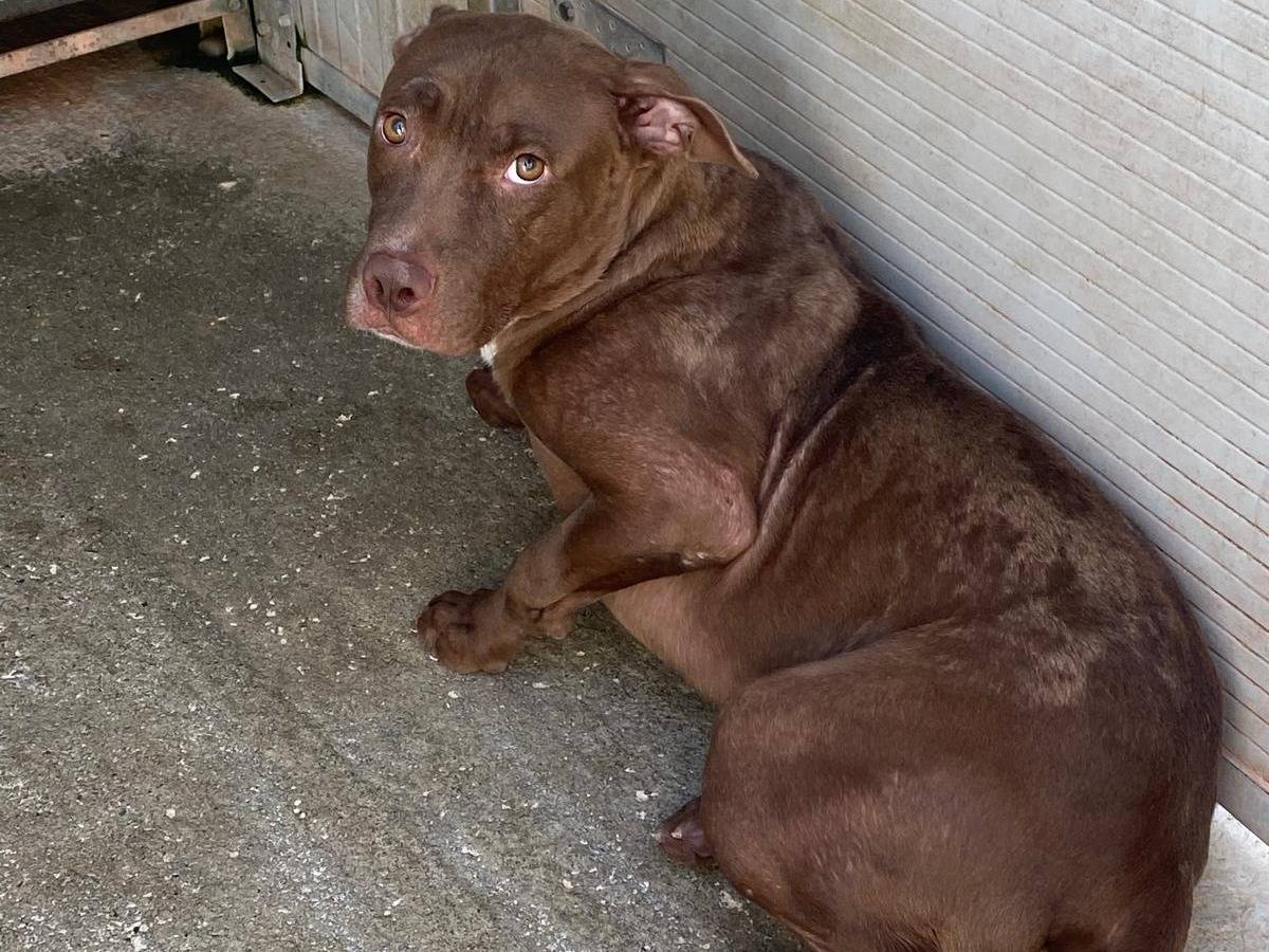 Adotta un cane, taglia media, maschio, Cosenza