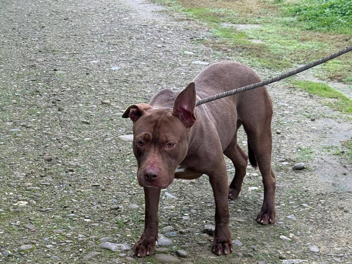 Vuoi adottare un cane a Cosenza?