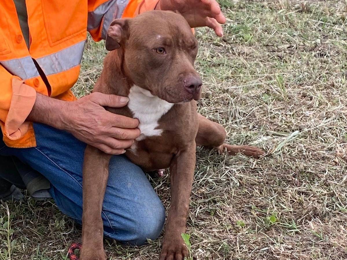 Adotta il cane Bruno a Cosenza