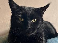 Adozione gatto, maschio, Razza sconosciuta Razza sconosciuta, 4 anni e 8 mesi, taglia non valida, Reggio