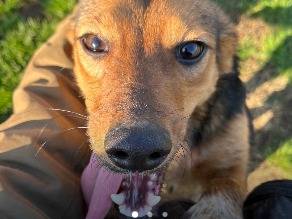 Adozione cane, femmina, Razza sconosciuta Razza sconosciuta, 5 anni e 8 mesi, taglia media contenuta, Reggio