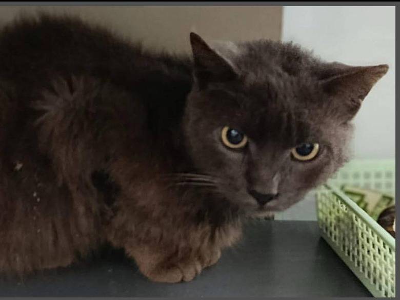 Adozione gatto, maschio, Razza sconosciuta Razza sconosciuta, 1 anno e 7 mesi, taglia non valida, Reggio