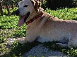 Adozione cane, maschio, Razza sconosciuta Razza sconosciuta, 5 anni e 9 mesi, taglia piccola, Palermo