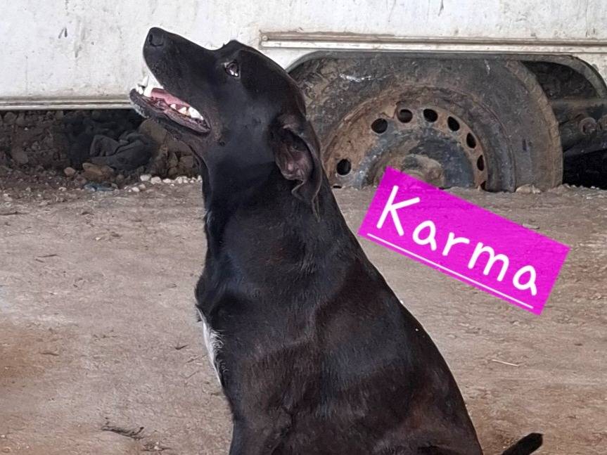 Adozione cane, femmina, Razza sconosciuta Razza sconosciuta, 2 anni e 6 mesi, taglia media contenuta, Roma