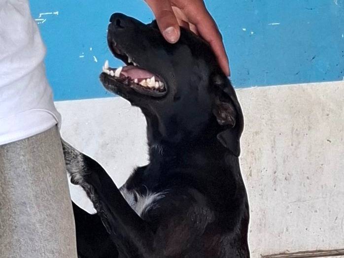 Adotta un cane, femmina, 2 anni e 6 mesi, Roma