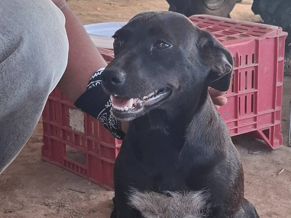 Adotta un cane, taglia media contenuta, femmina, Roma