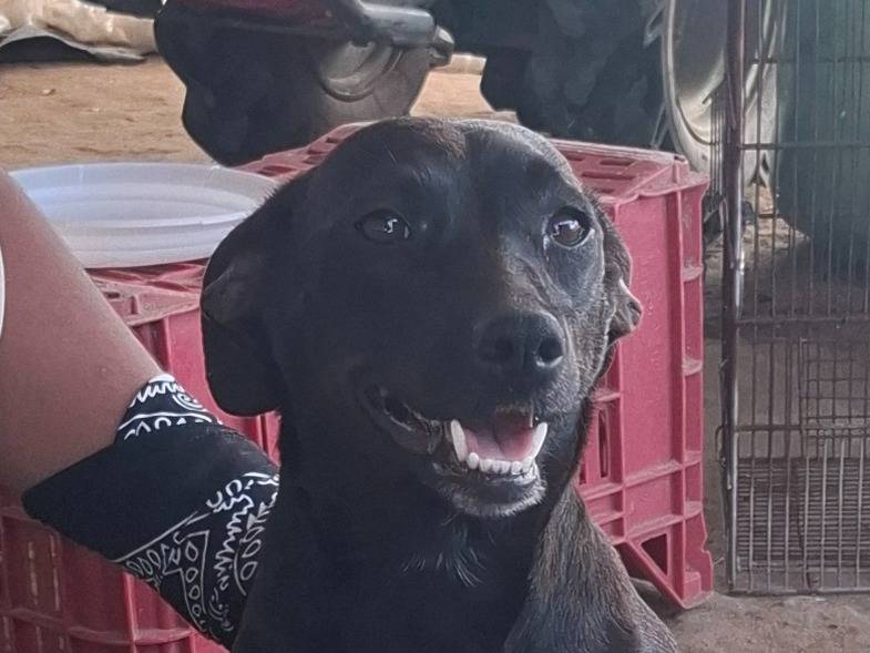 Vuoi adottare un cane a Roma?